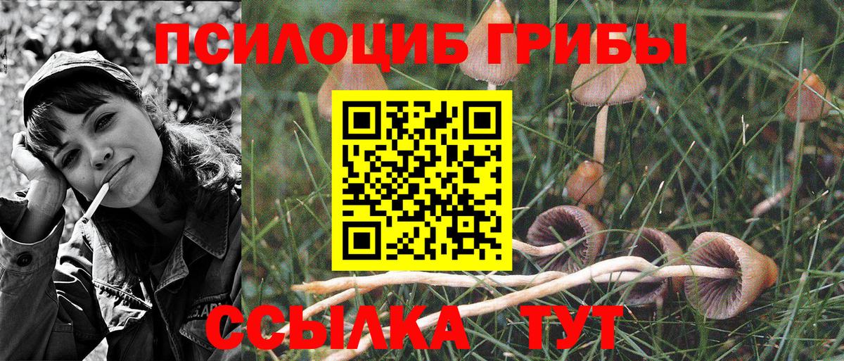Полысаево  Галлюциногенные грибы Psilocybe  Вход с VPN  Псилоцибиновые грибы Psilocybine cubensis 